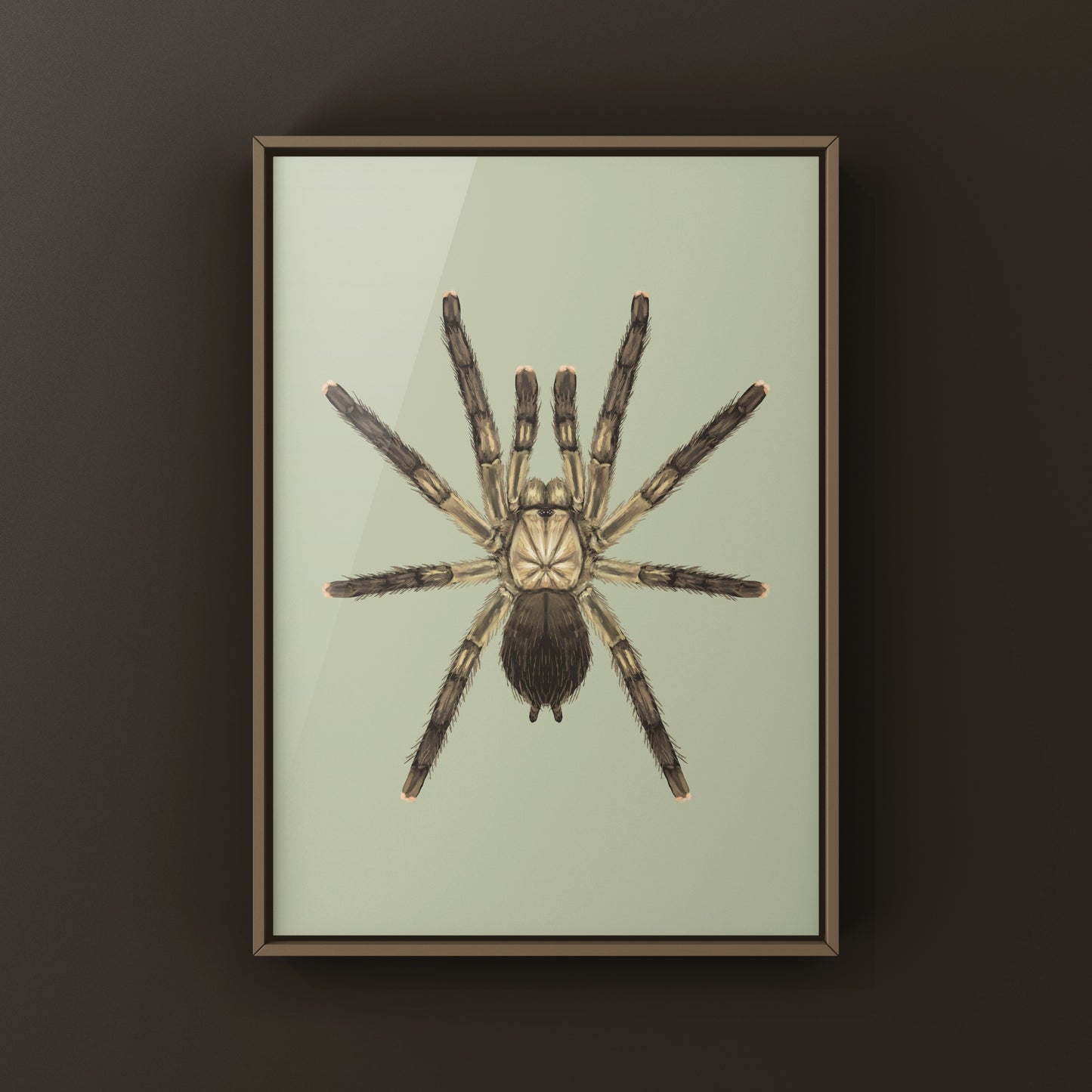 Puerto Rican Pinktoe Tarantula (Caribena laeta) Art Print from The Silk Ranch