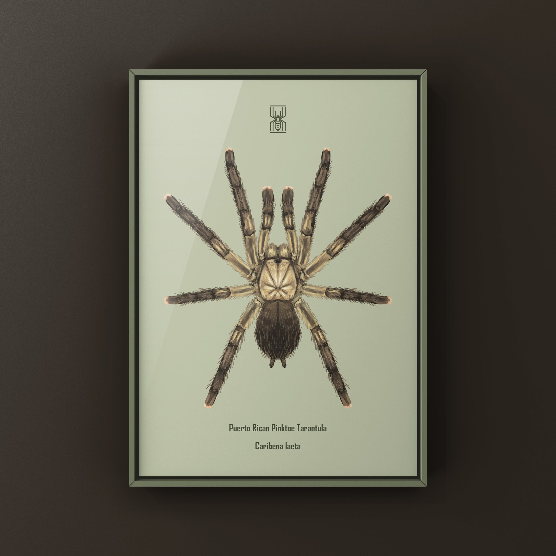 Puerto Rican Pinktoe Tarantula (Caribena laeta) Art Print from The Silk Ranch