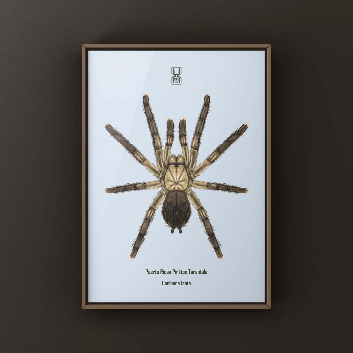Puerto Rican Pinktoe Tarantula (Caribena laeta) Art Print from The Silk Ranch