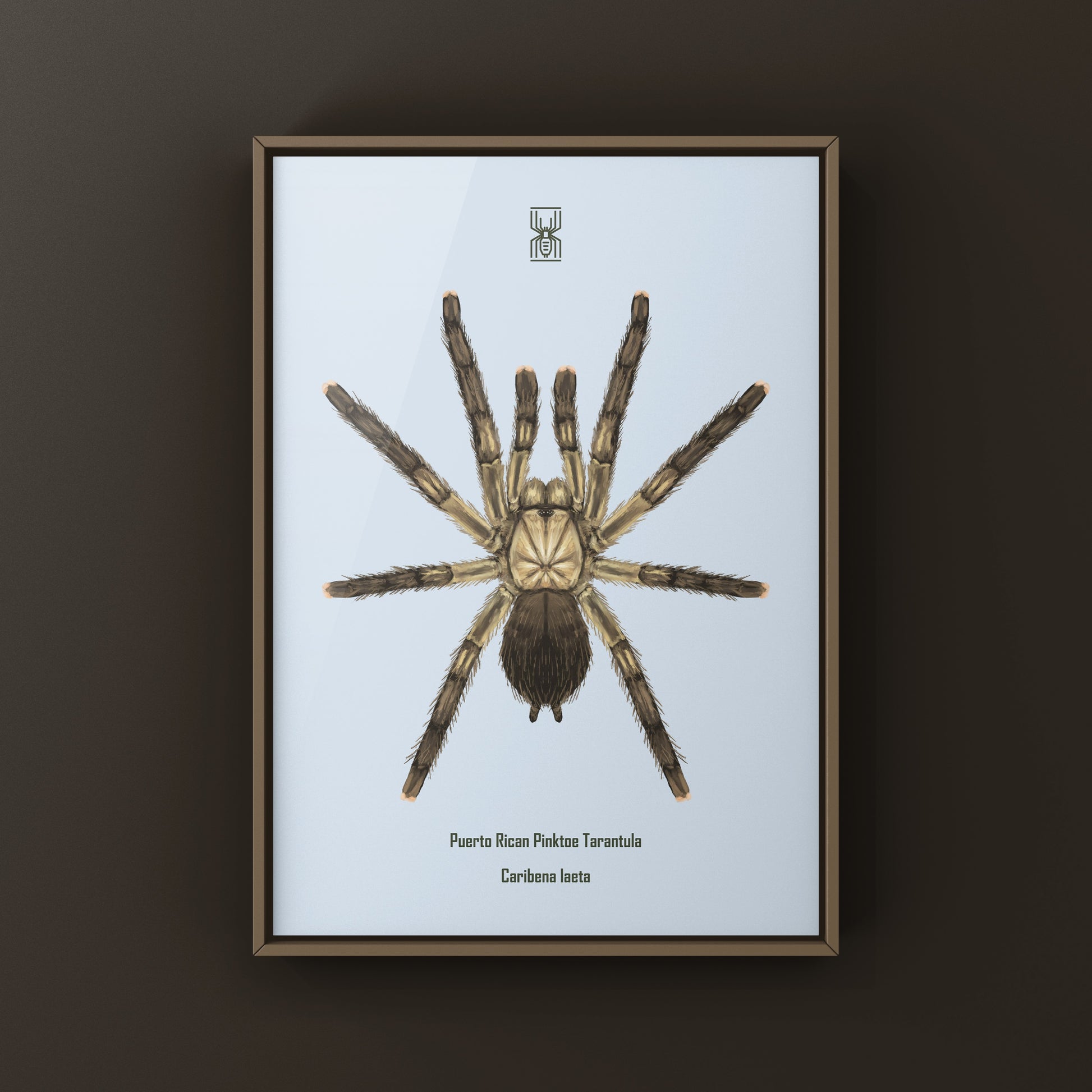 Puerto Rican Pinktoe Tarantula (Caribena laeta) Art Print from The Silk Ranch