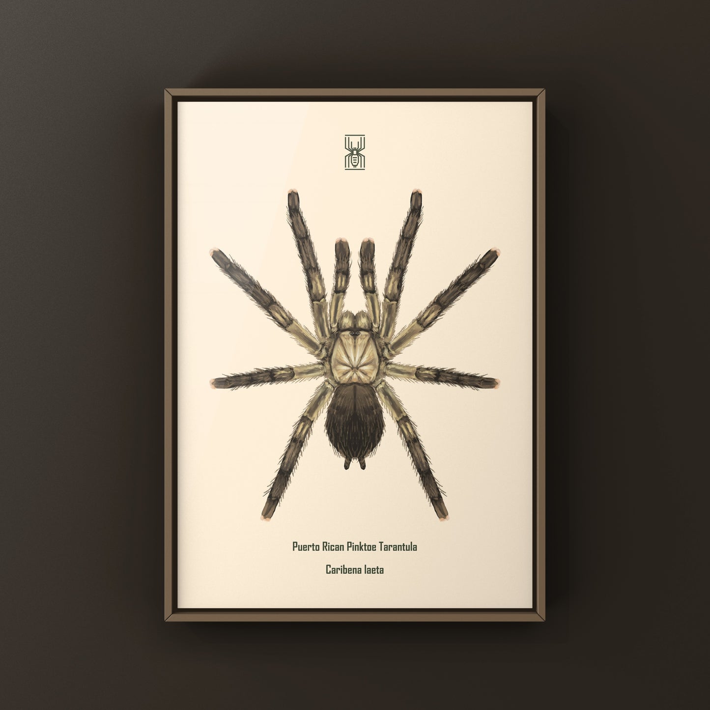 Puerto Rican Pinktoe Tarantula (Caribena laeta) Art Print from The Silk Ranch
