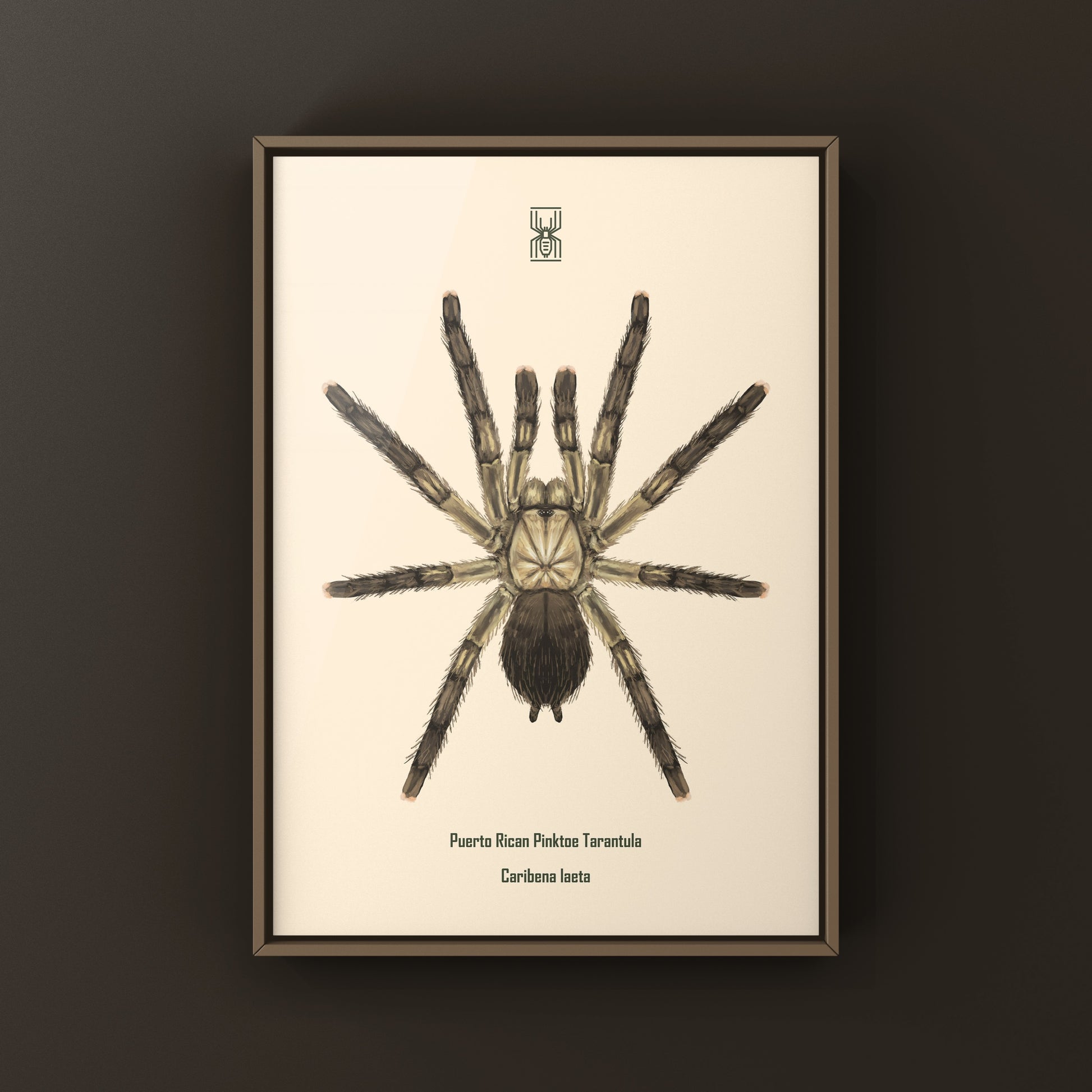 Puerto Rican Pinktoe Tarantula (Caribena laeta) Art Print from The Silk Ranch