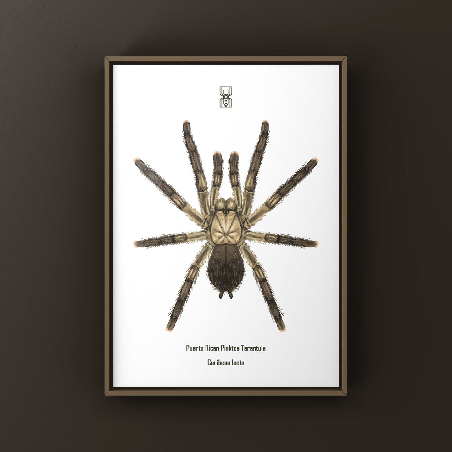 Puerto Rican Pinktoe Tarantula (Caribena laeta) Art Print from The Silk Ranch