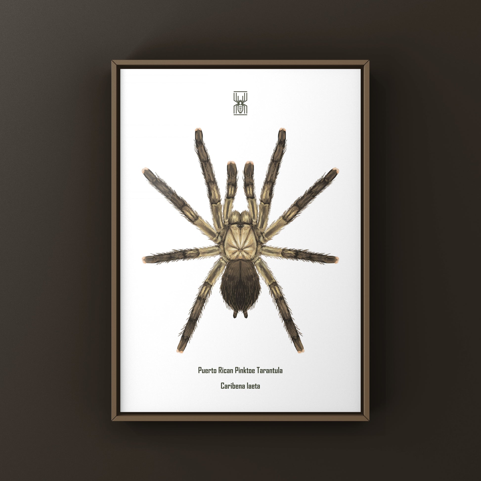 Puerto Rican Pinktoe Tarantula (Caribena laeta) Art Print from The Silk Ranch