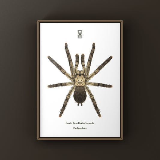 Puerto Rican Pinktoe Tarantula (Caribena laeta) Art Print from The Silk Ranch