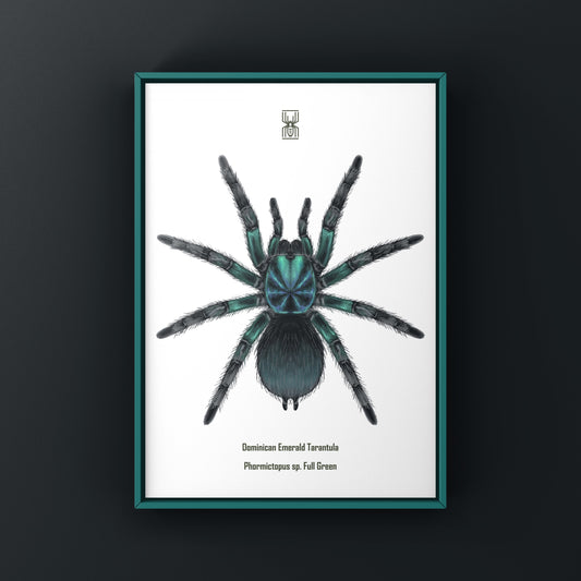 Dominican Emerald Tarantula (Phormictopus sp. Full Green) Art Print from The Silk Ranch