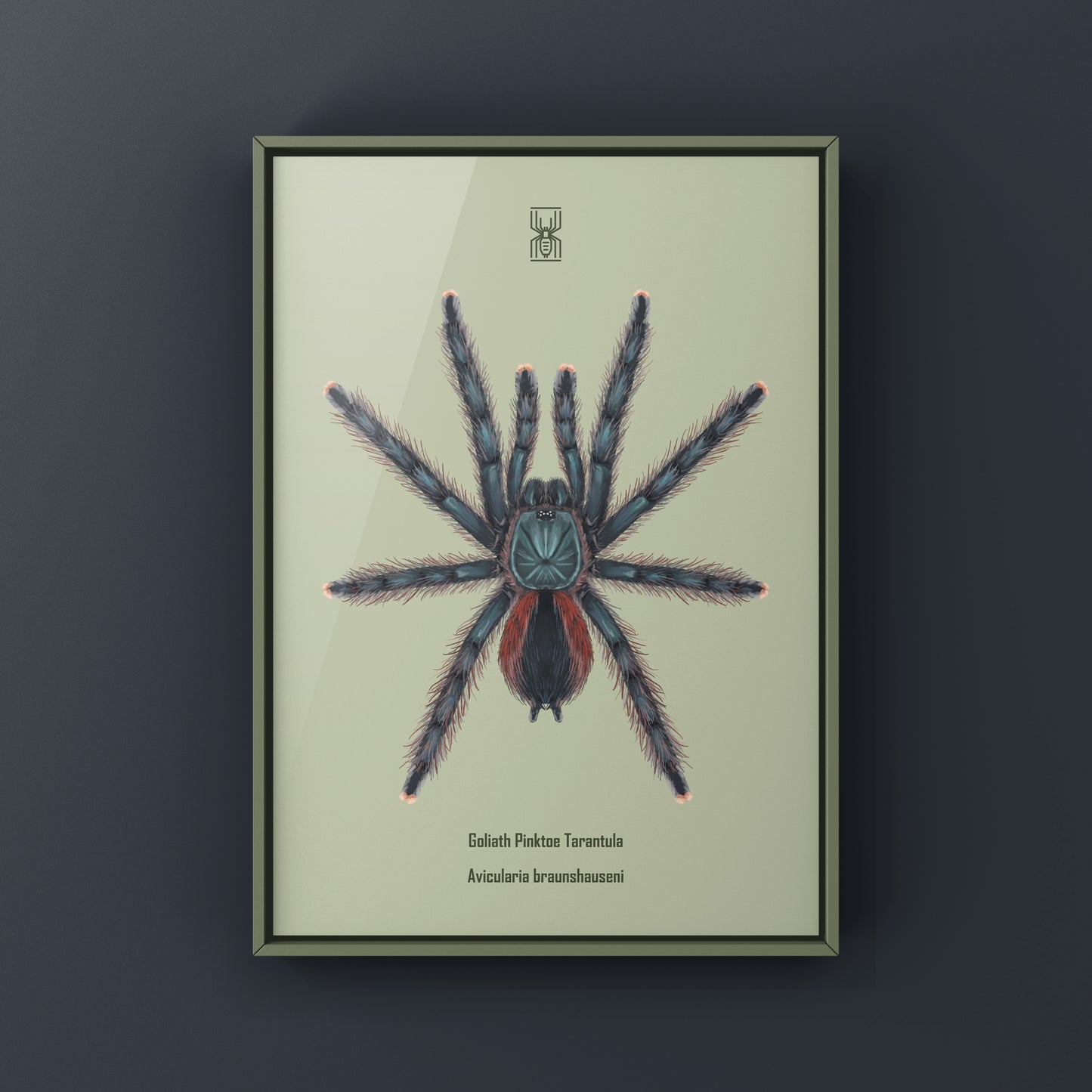 Goliath Pinktoe Tarantula art print by The Silk Ranch featuring detailed illustration of Avicularia braunshauseni on textured paper.