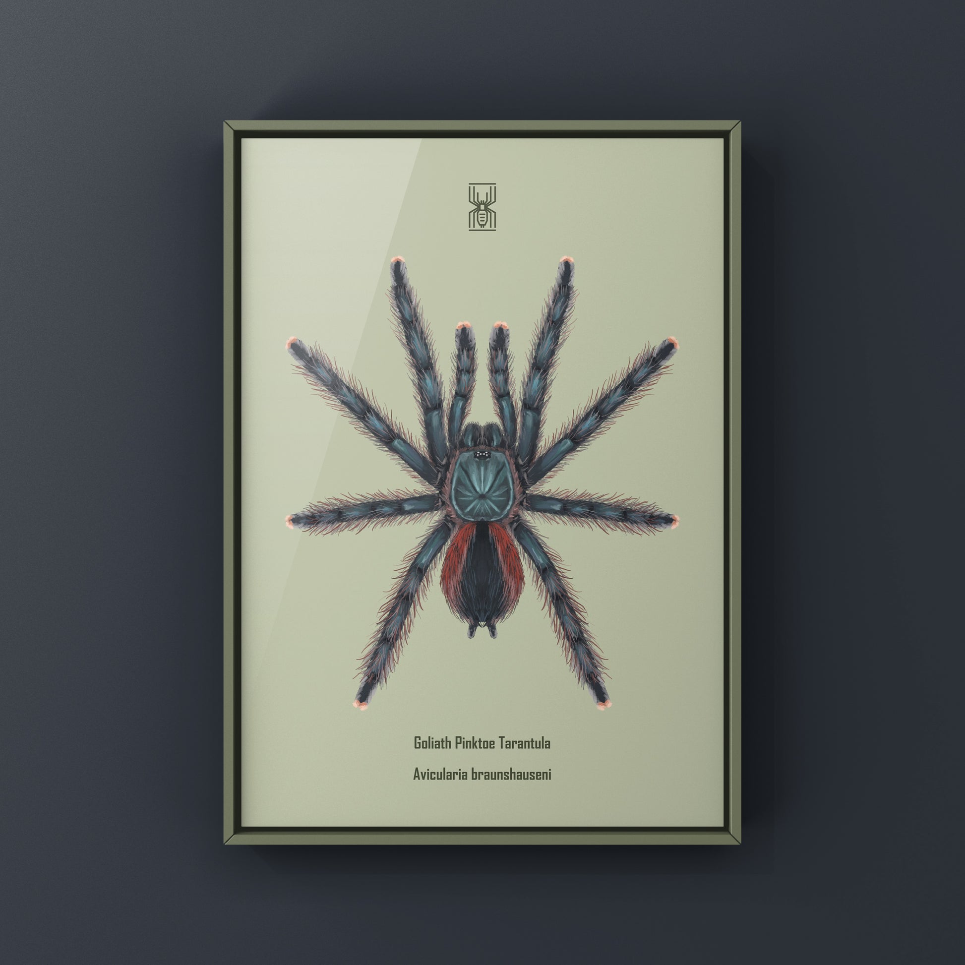 Goliath Pinktoe Tarantula art print by The Silk Ranch featuring detailed illustration of Avicularia braunshauseni on textured paper.