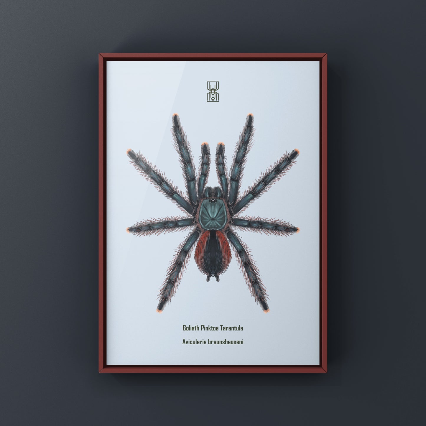 Pinktoe tarantula art print by The Silk Ranch showing detailed illustration of Avicularia braunshauseni on white background.