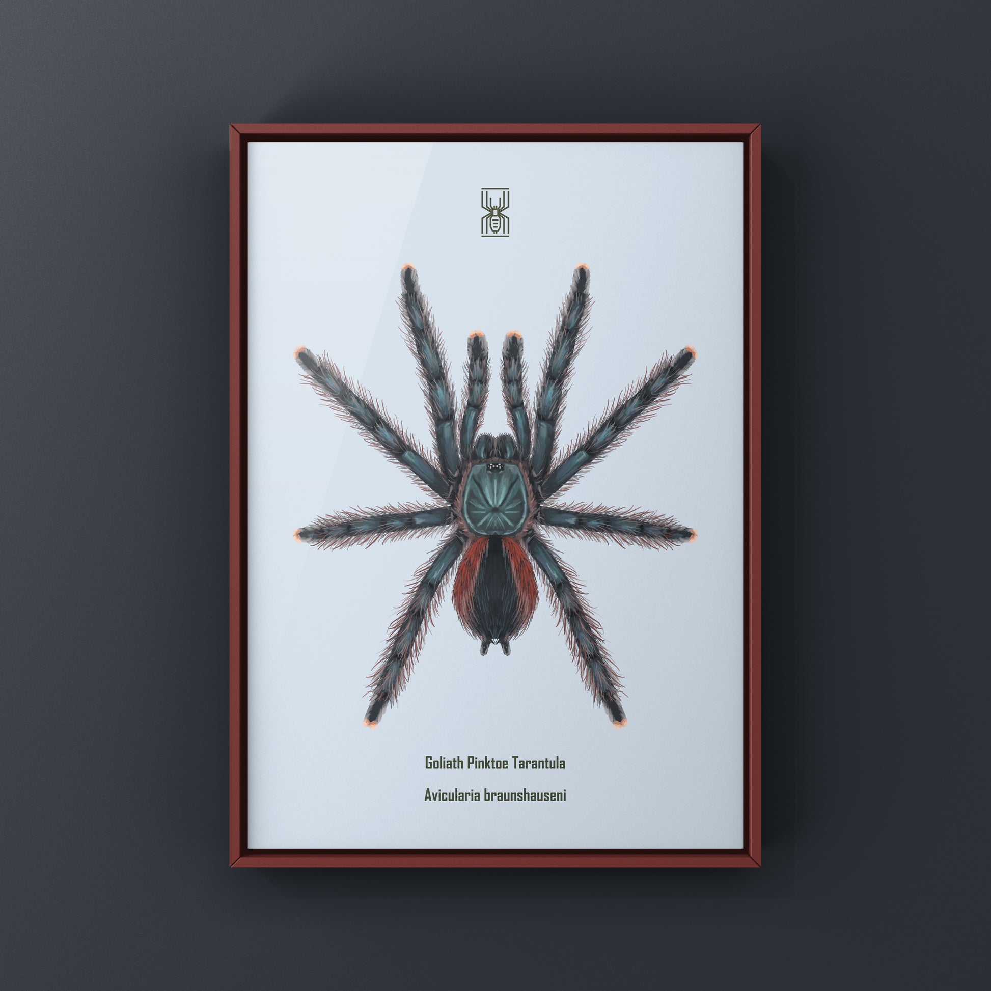 Pinktoe tarantula art print by The Silk Ranch showing detailed illustration of Avicularia braunshauseni on white background.