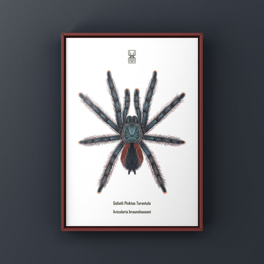 Goliath Pinktoe Tarantula (Avicularia braunshauseni) Art Print from The Silk Ranch