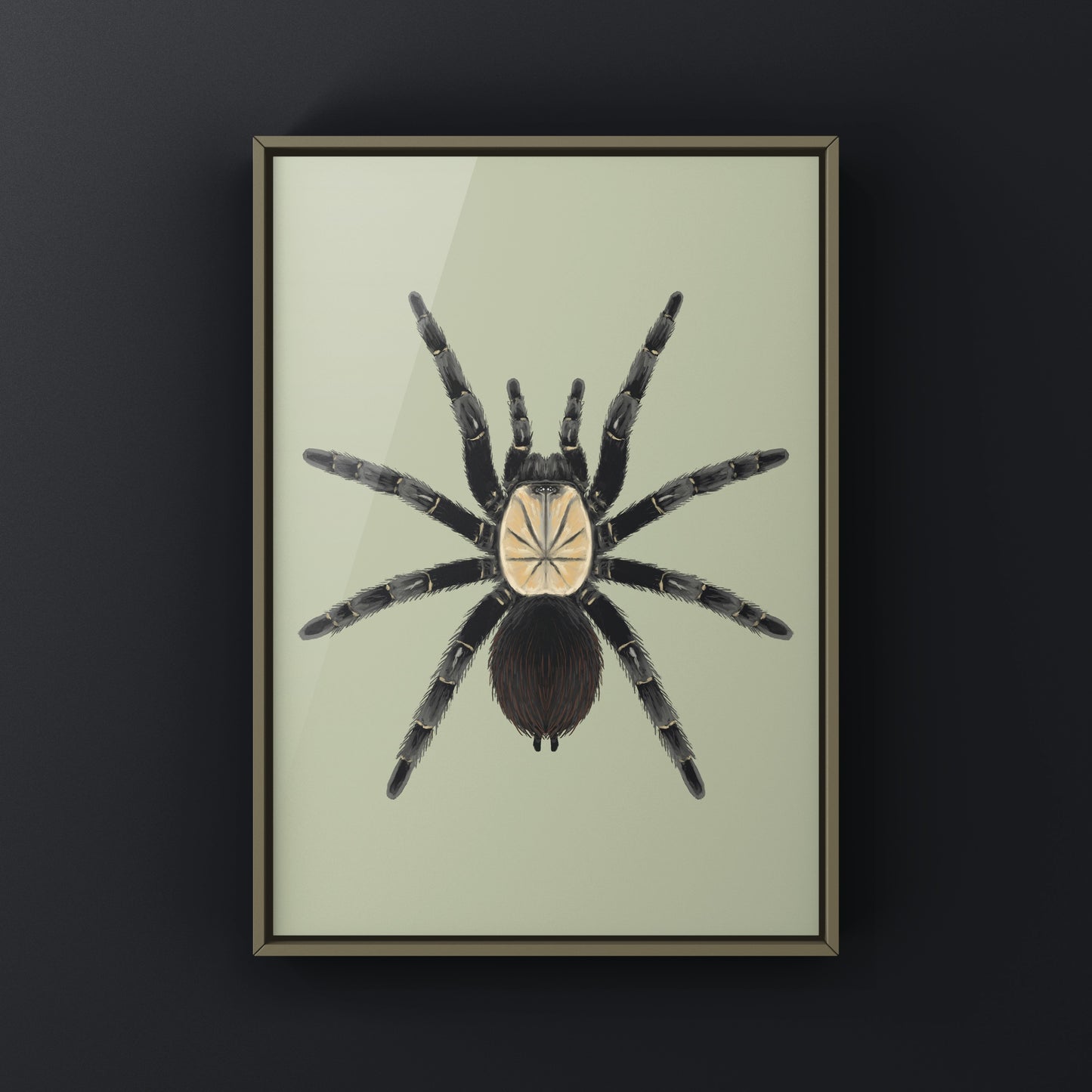 Thai Bamboo Tarantula art print by The Silk Ranch showing detailed illustration of the Taksinus bambus tarantula on bamboo background.