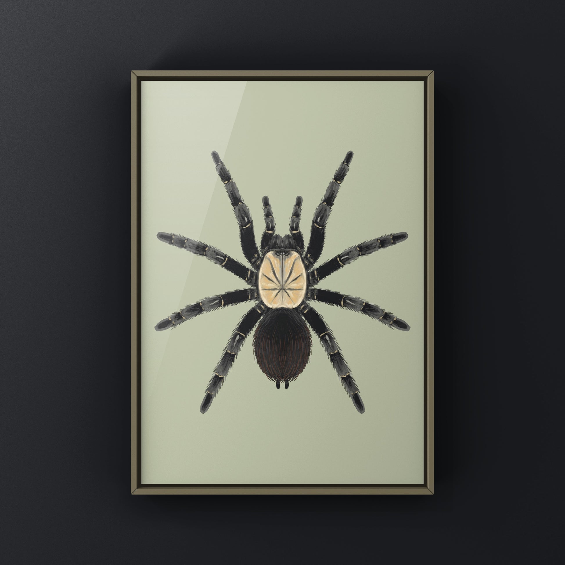Thai Bamboo Tarantula art print by The Silk Ranch showing detailed illustration of the Taksinus bambus tarantula on bamboo background.