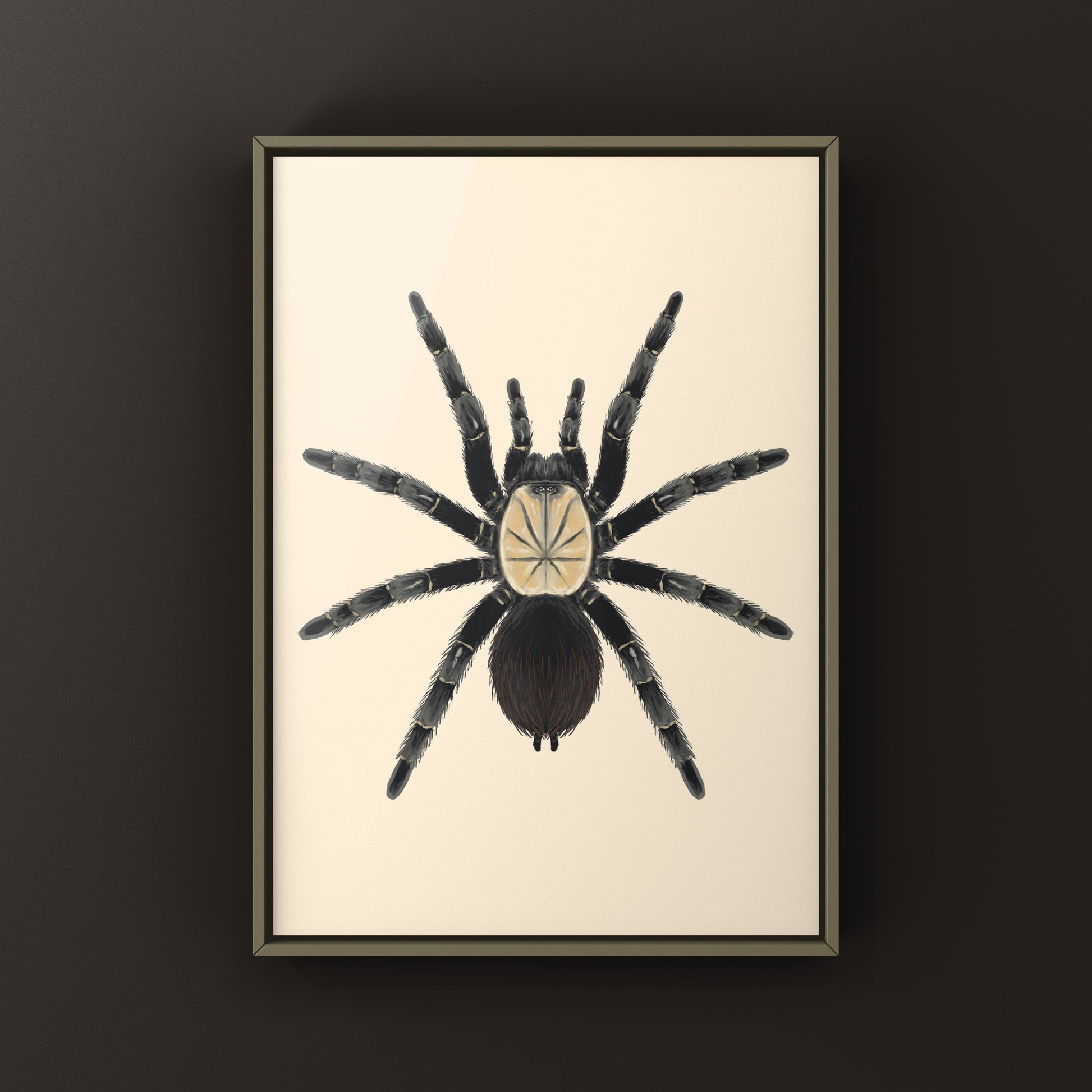 Thai Bamboo Tarantula art print by The Silk Ranch featuring detailed illustration of the Taksinus bambus spider.
