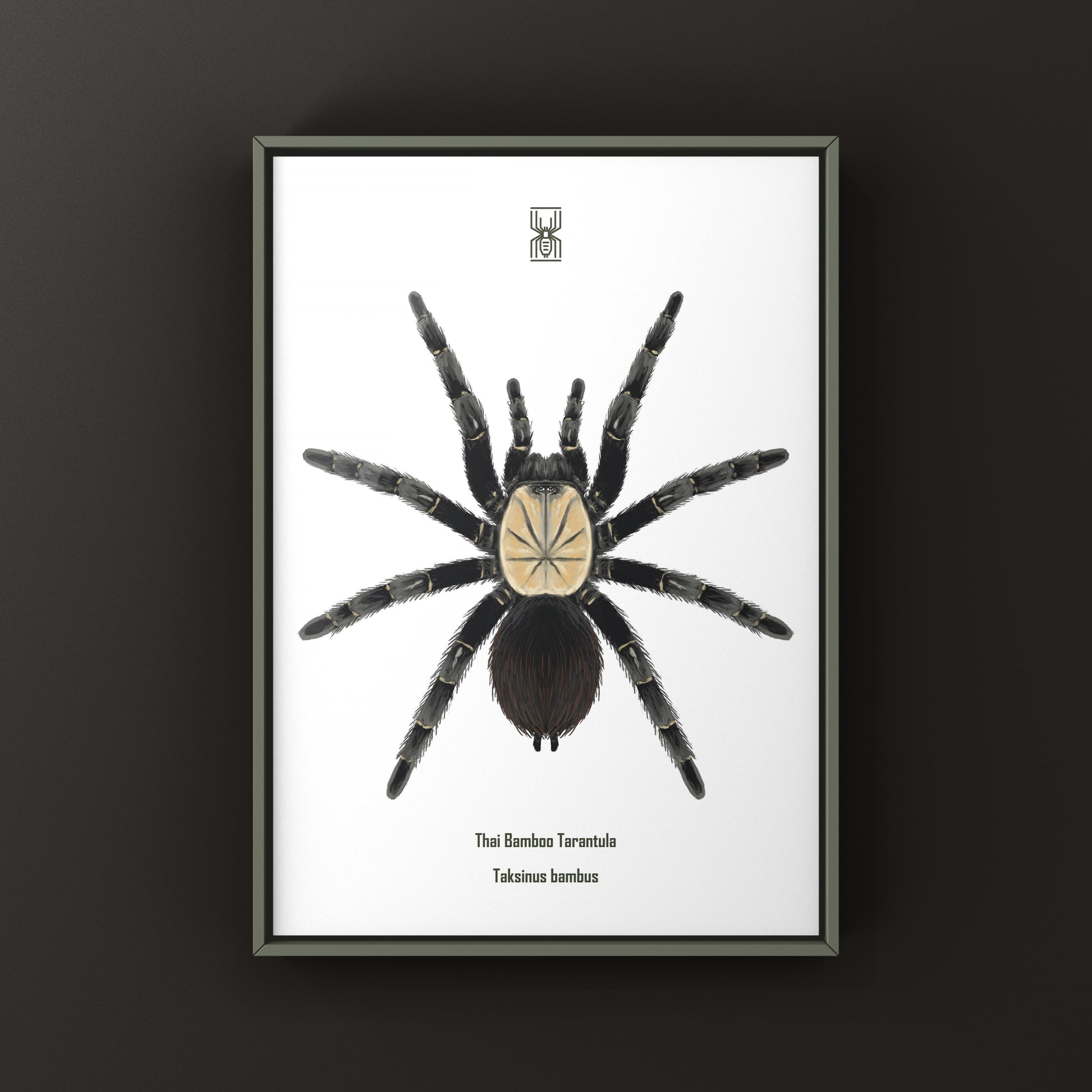 Thai Bamboo Tarantula (Taksinus bambus) Art Print - 4x6in / 10x15cm / White  / Original