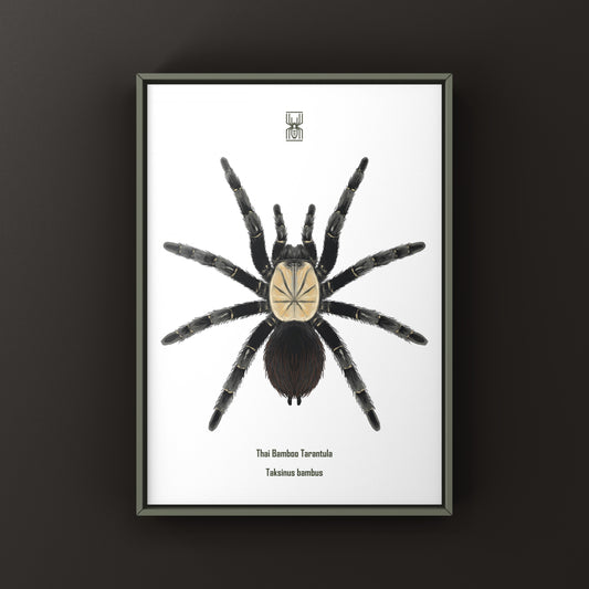 Thai Bamboo Tarantula (Taksinus bambus) Art Print from The Silk Ranch
