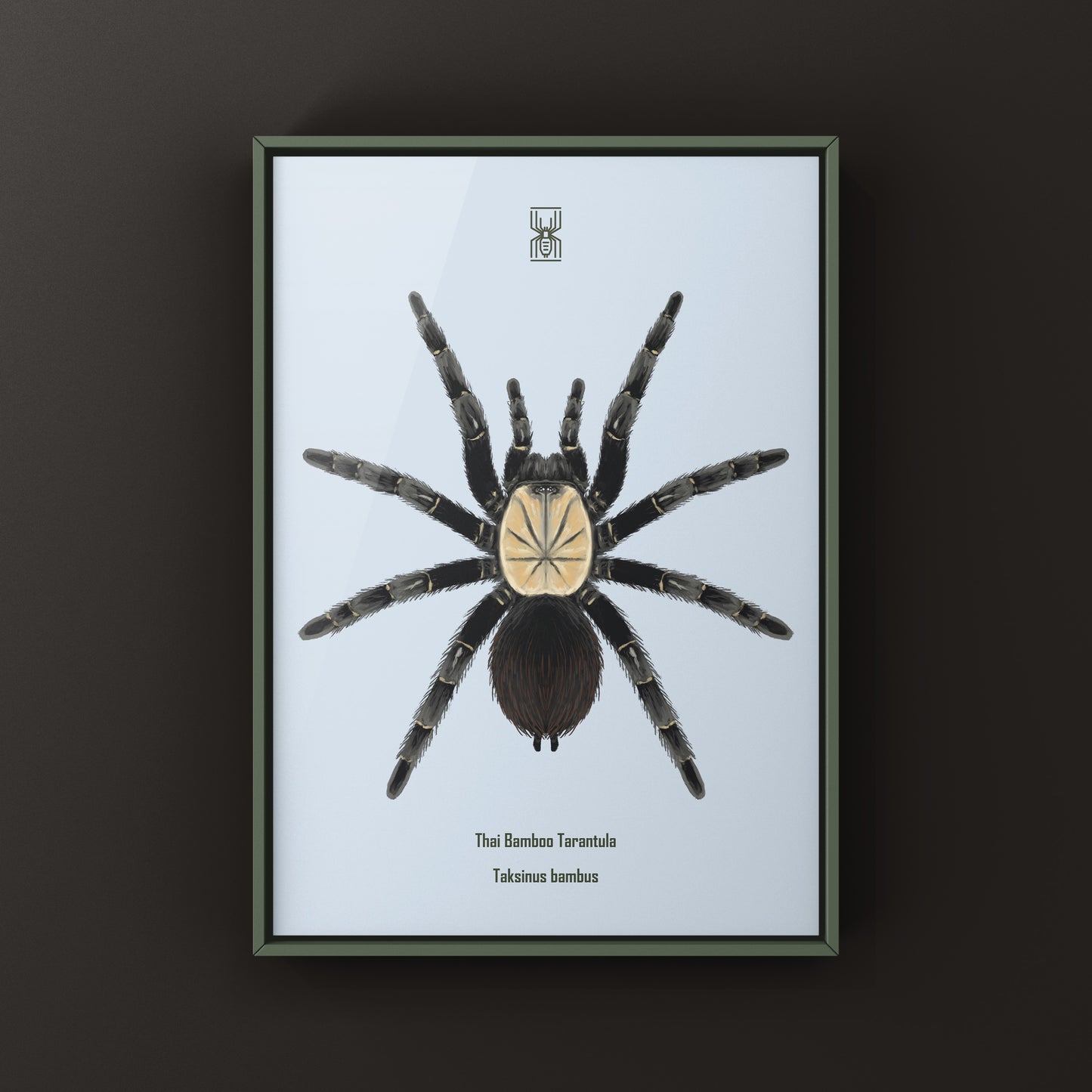 Thai Bamboo Tarantula art print by The Silk Ranch showcasing detailed illustration of the Taksinus bambus spider.