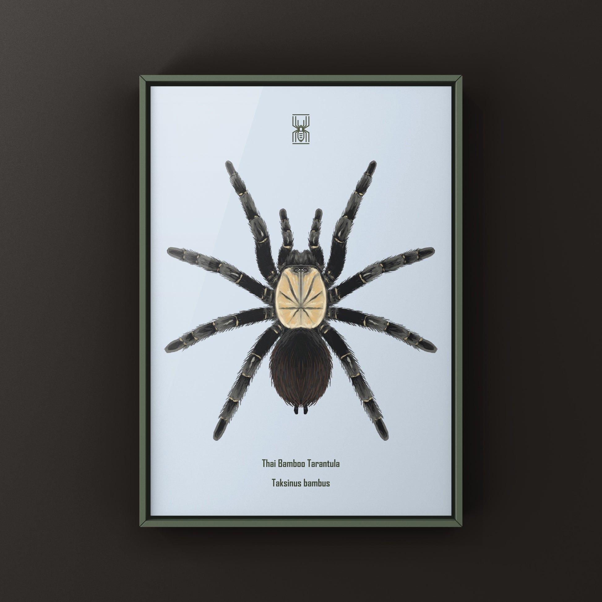 Thai Bamboo Tarantula art print by The Silk Ranch showcasing detailed illustration of the Taksinus bambus spider.