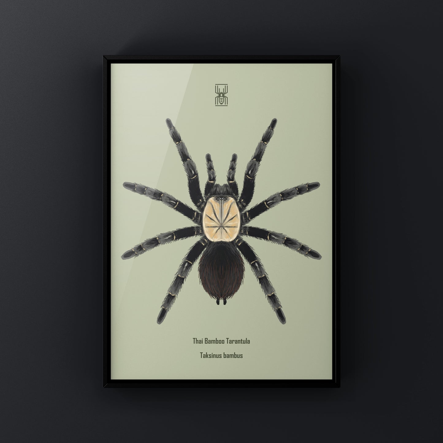 Thai Bamboo Tarantula art print by The Silk Ranch showing detailed illustration of the Taksinus bambus spider on textured paper.