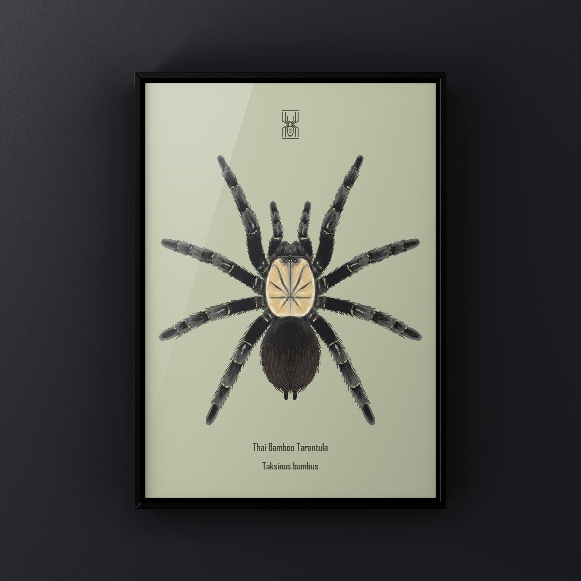 Thai Bamboo Tarantula art print by The Silk Ranch showing detailed illustration of the Taksinus bambus spider on textured paper.