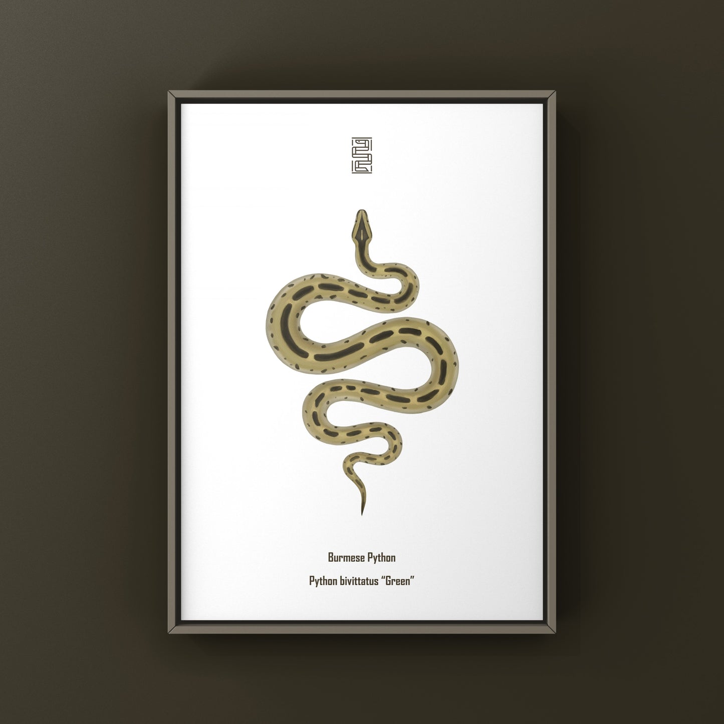 Green Burmese Python (Python bivittatus) Art Print from The Silk Ranch