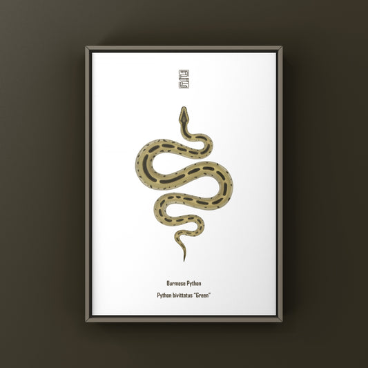 Green Burmese Python (Python bivittatus) Art Print from The Silk Ranch