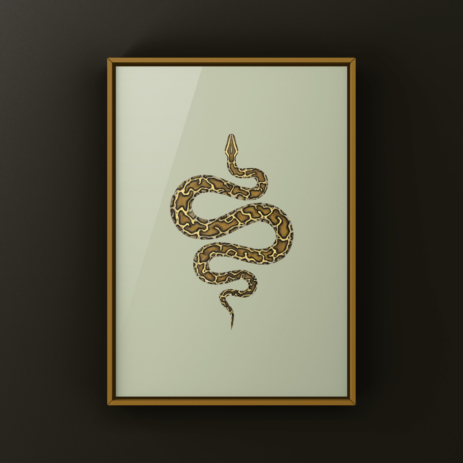 Burmese Python (Python bivittatus) Art Print from The Silk Ranch