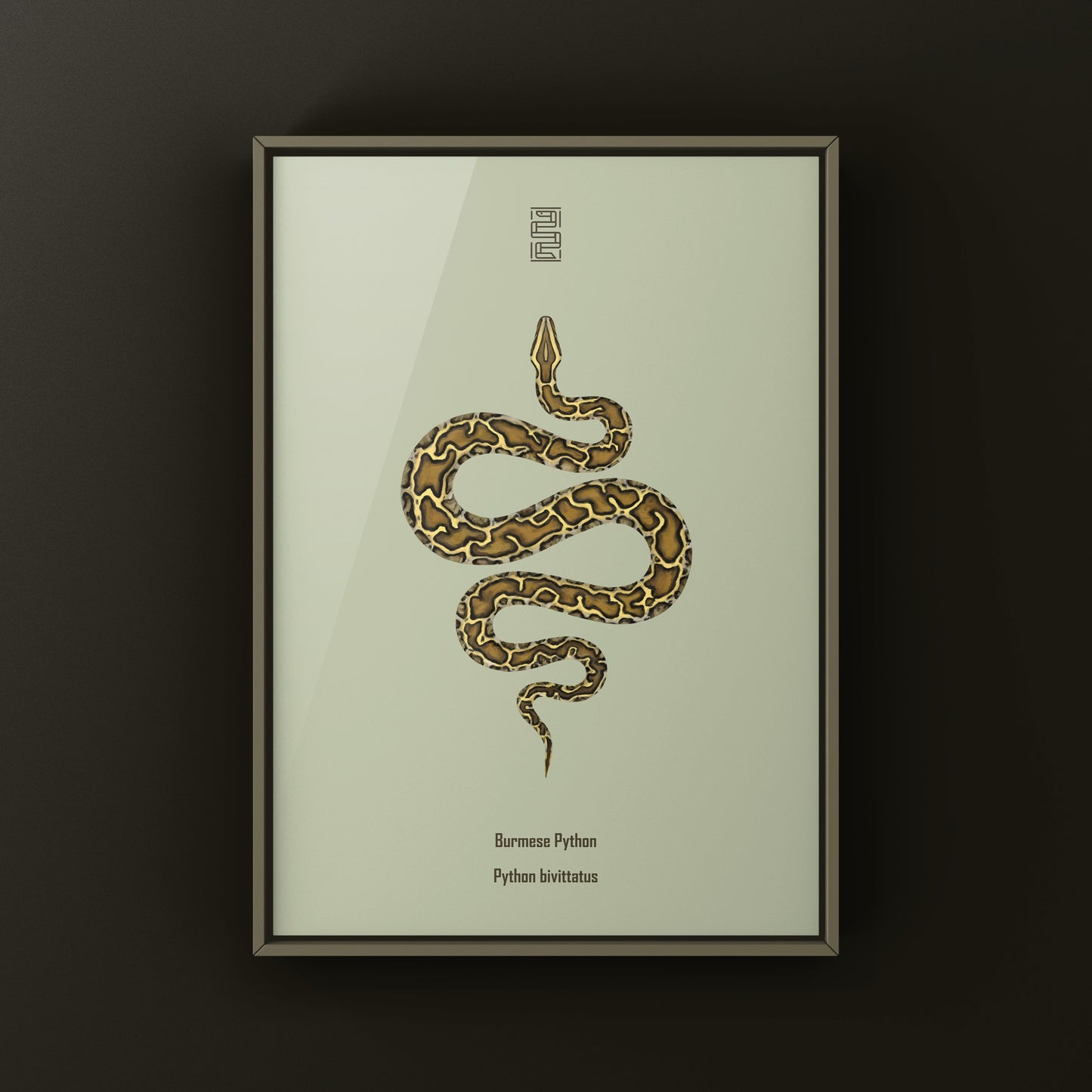 Burmese Python (Python bivittatus) Art Print from The Silk Ranch