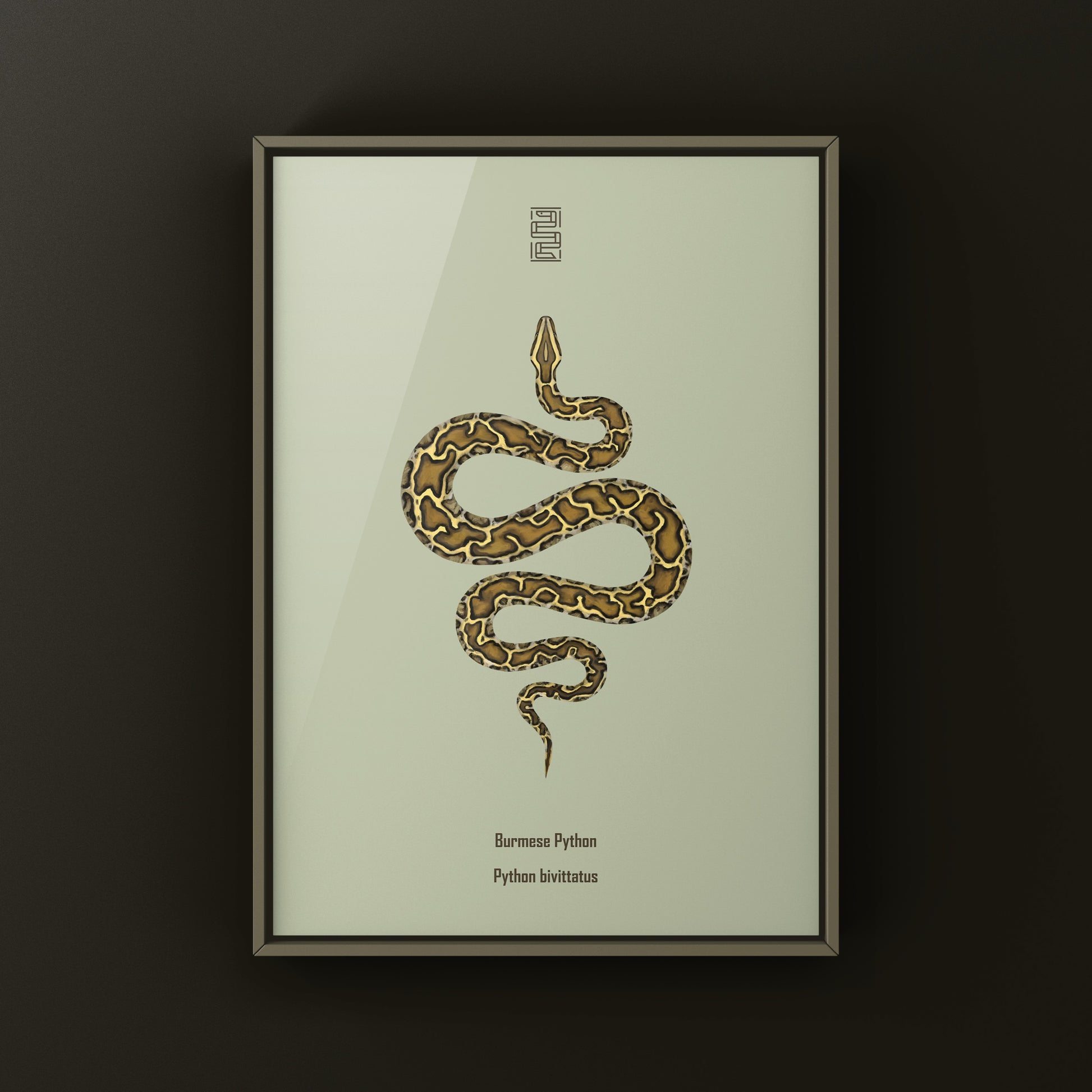 Burmese Python (Python bivittatus) Art Print from The Silk Ranch