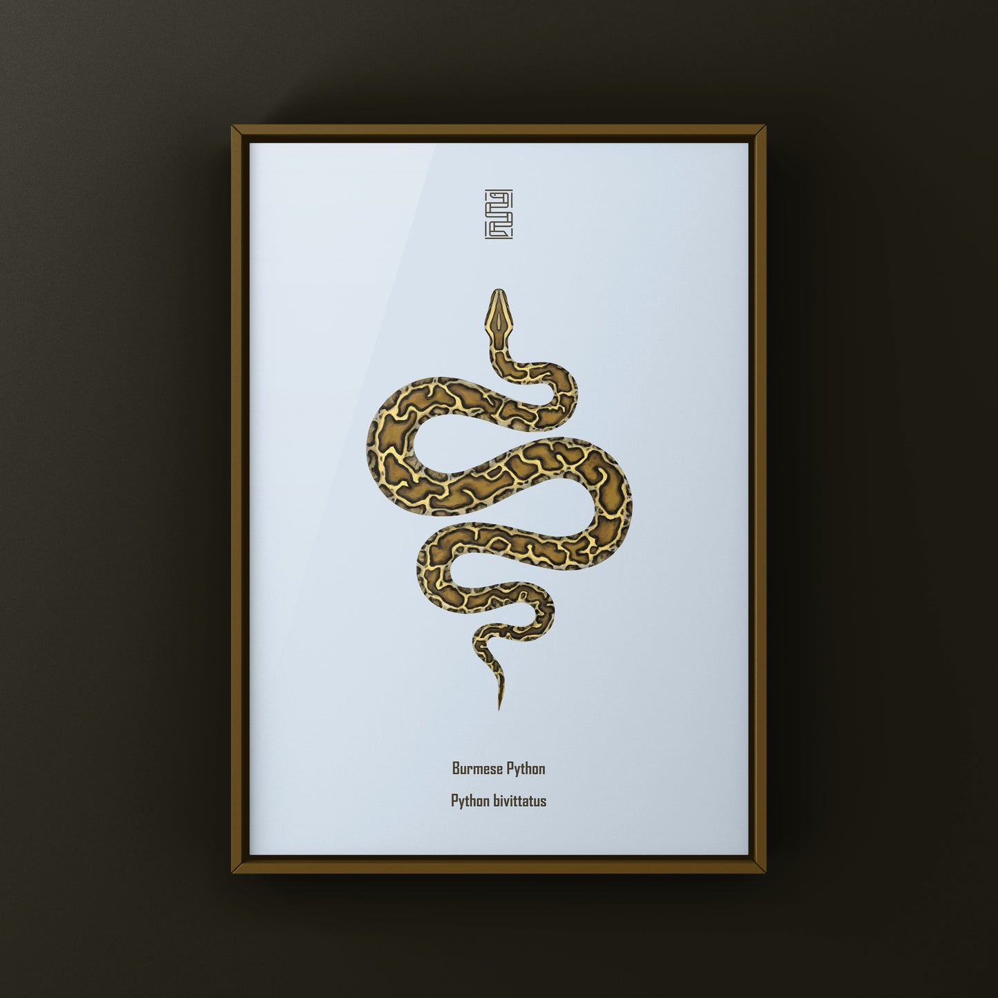 Burmese Python (Python bivittatus) Art Print from The Silk Ranch