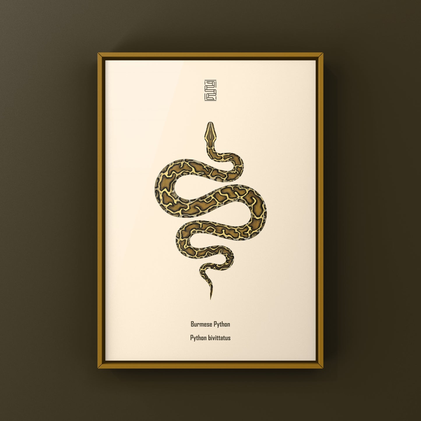 Burmese Python (Python bivittatus) Art Print from The Silk Ranch
