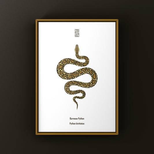 Burmese Python (Python bivittatus) Art Print from The Silk Ranch