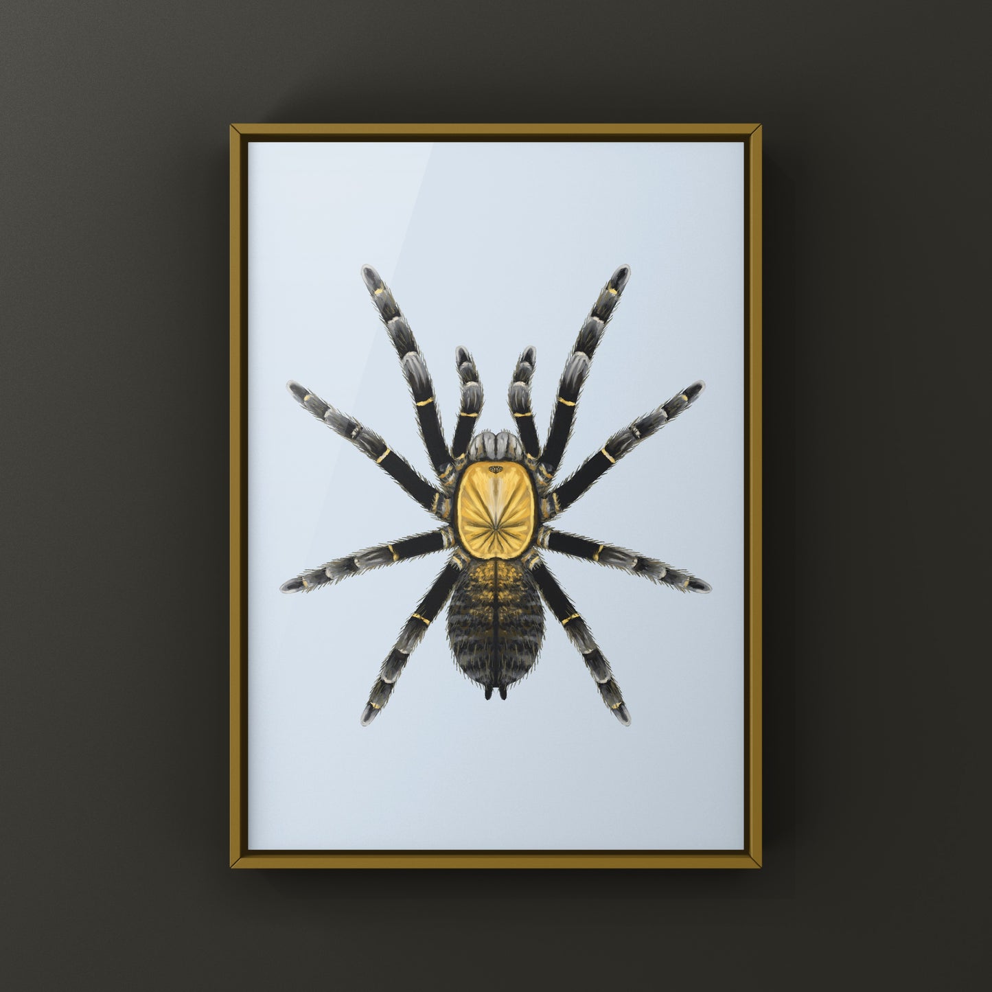 Art print of a Ho Chi Minh Earth Tiger Tarantula (Ornithoctoninae sp. Ho Chi Minh) showing detailed arachnid illustration.