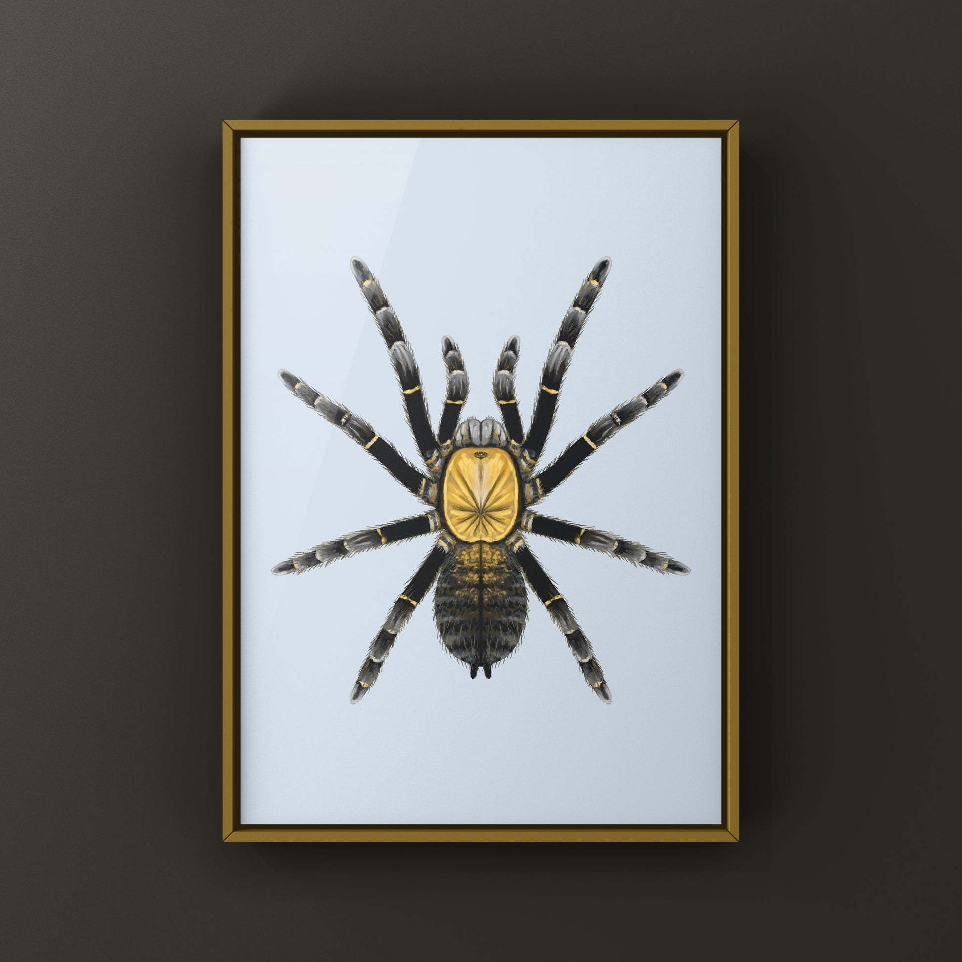 Art print of a Ho Chi Minh Earth Tiger Tarantula (Ornithoctoninae sp. Ho Chi Minh) showing detailed arachnid illustration.