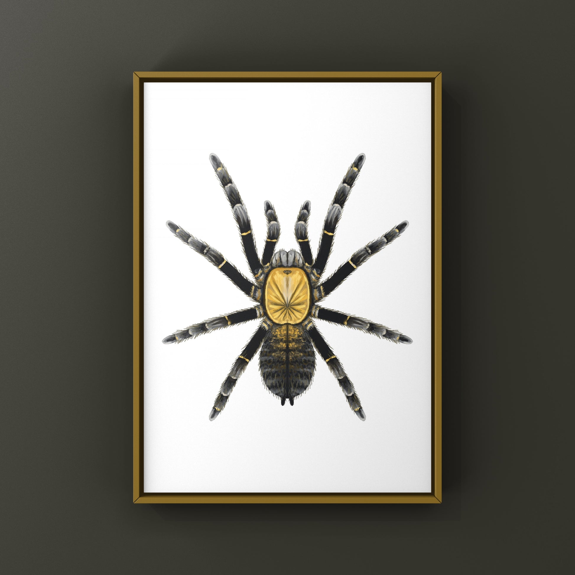 Art print of a Ho Chi Minh Earth Tiger Tarantula (Ornithoctoninae sp.) showcasing detailed, realistic spider illustration.