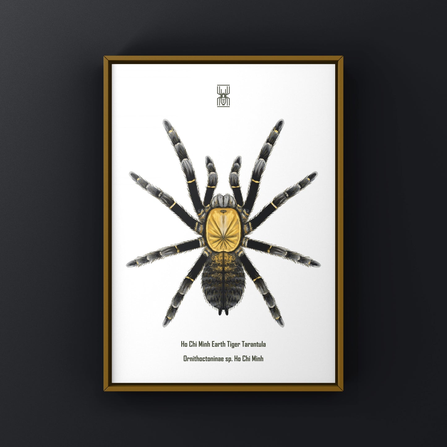 Art print of a Ho Chi Minh Earth Tiger Tarantula (Ornithoctoninae sp.) showcasing detailed imagery of the tarantula on a neutral background.