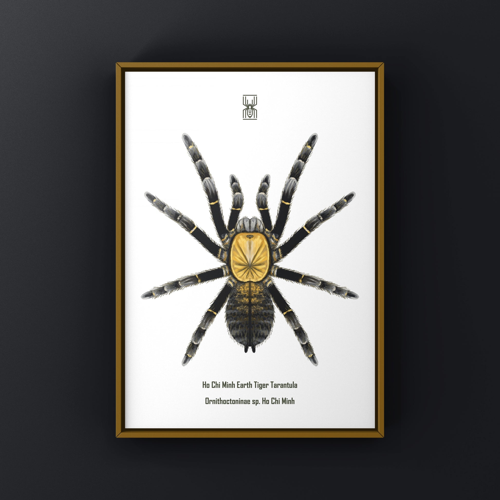Art print of a Ho Chi Minh Earth Tiger Tarantula (Ornithoctoninae sp.) showcasing detailed imagery of the tarantula on a neutral background.