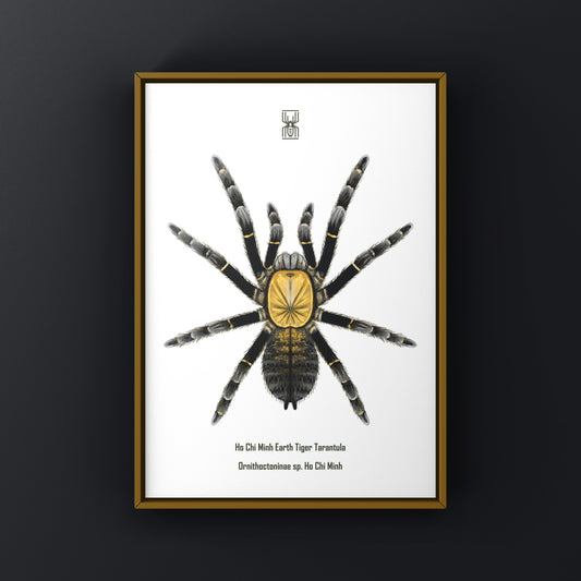 Ho Chi Minh Earth Tiger Tarantula (Ornithoctoninae sp. Ho Chi Minh) Art Print from The Silk Ranch