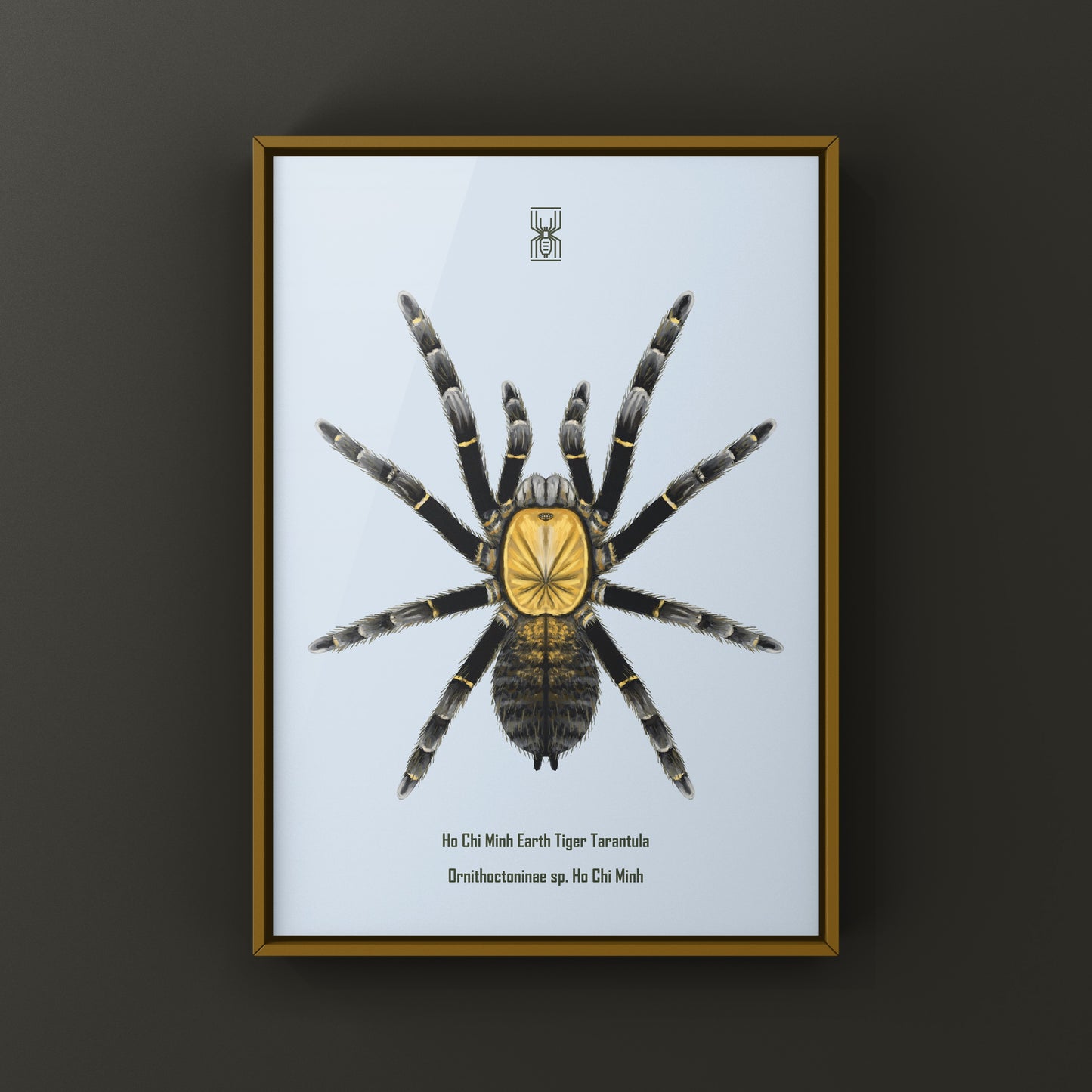 Art print of a Ho Chi Minh Earth Tiger Tarantula (Ornithoctoninae sp.) showcasing detailed, realistic illustration of this tarantula species.