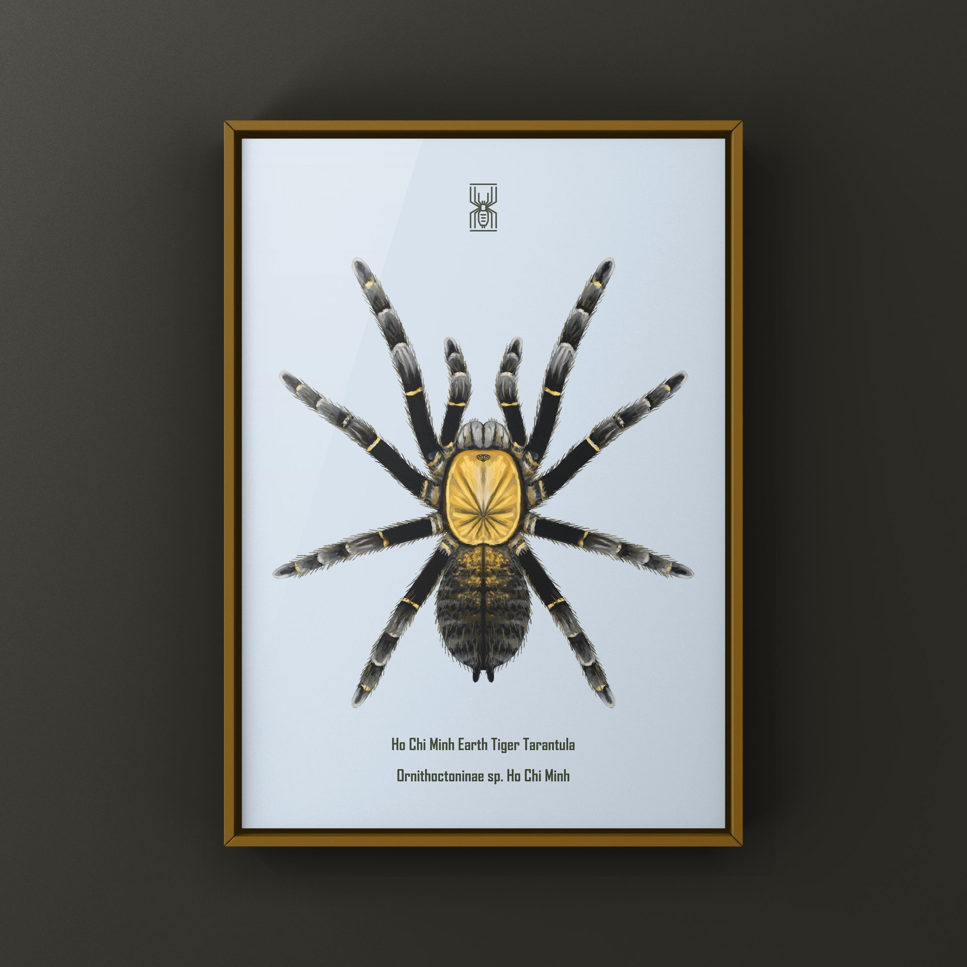 Art print of a Ho Chi Minh Earth Tiger Tarantula (Ornithoctoninae sp.) showcasing detailed, realistic illustration of this tarantula species.