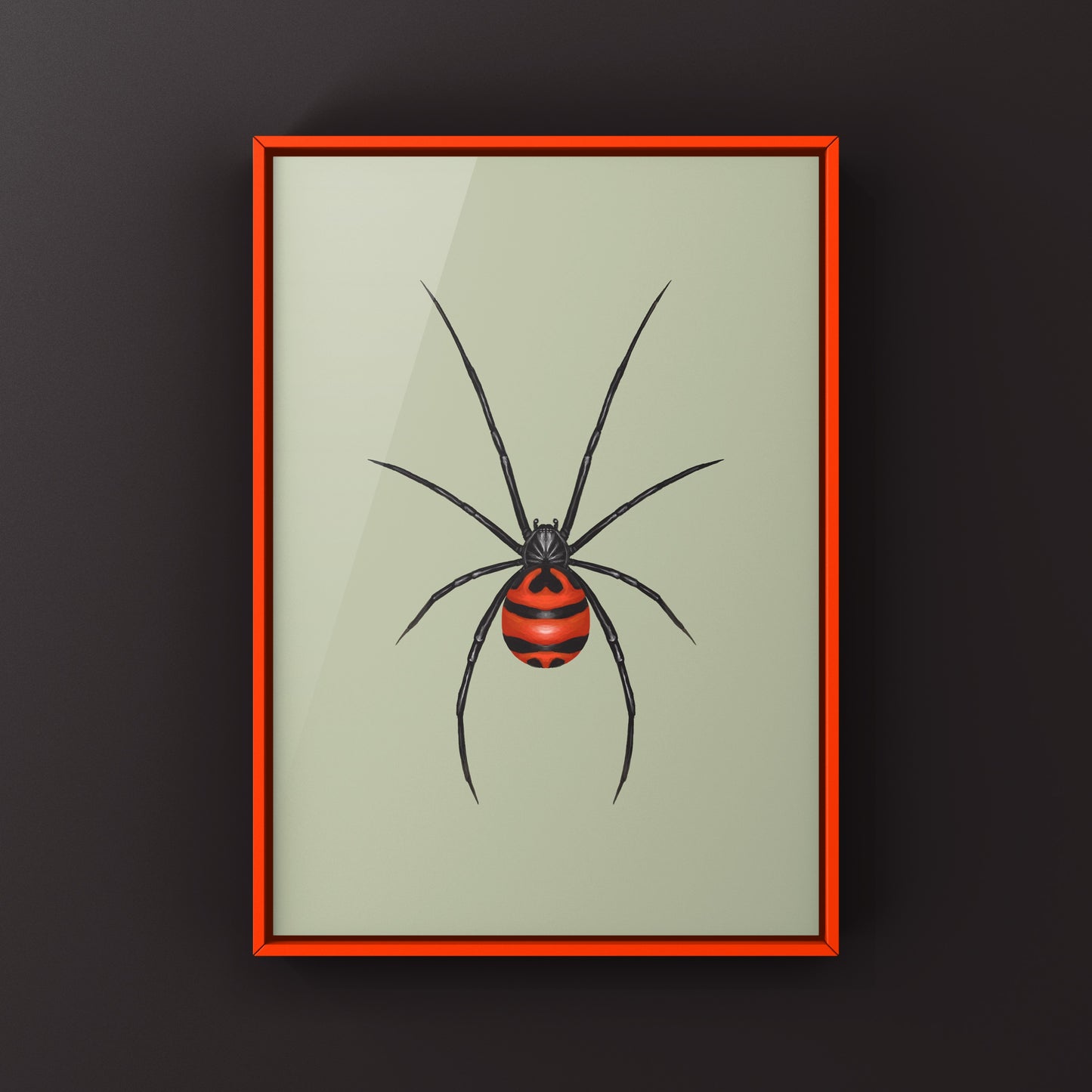 South American Black Widow art print by The Silk Ranch showing a detailed illustration of the Latrodectus curacaviensis spider.