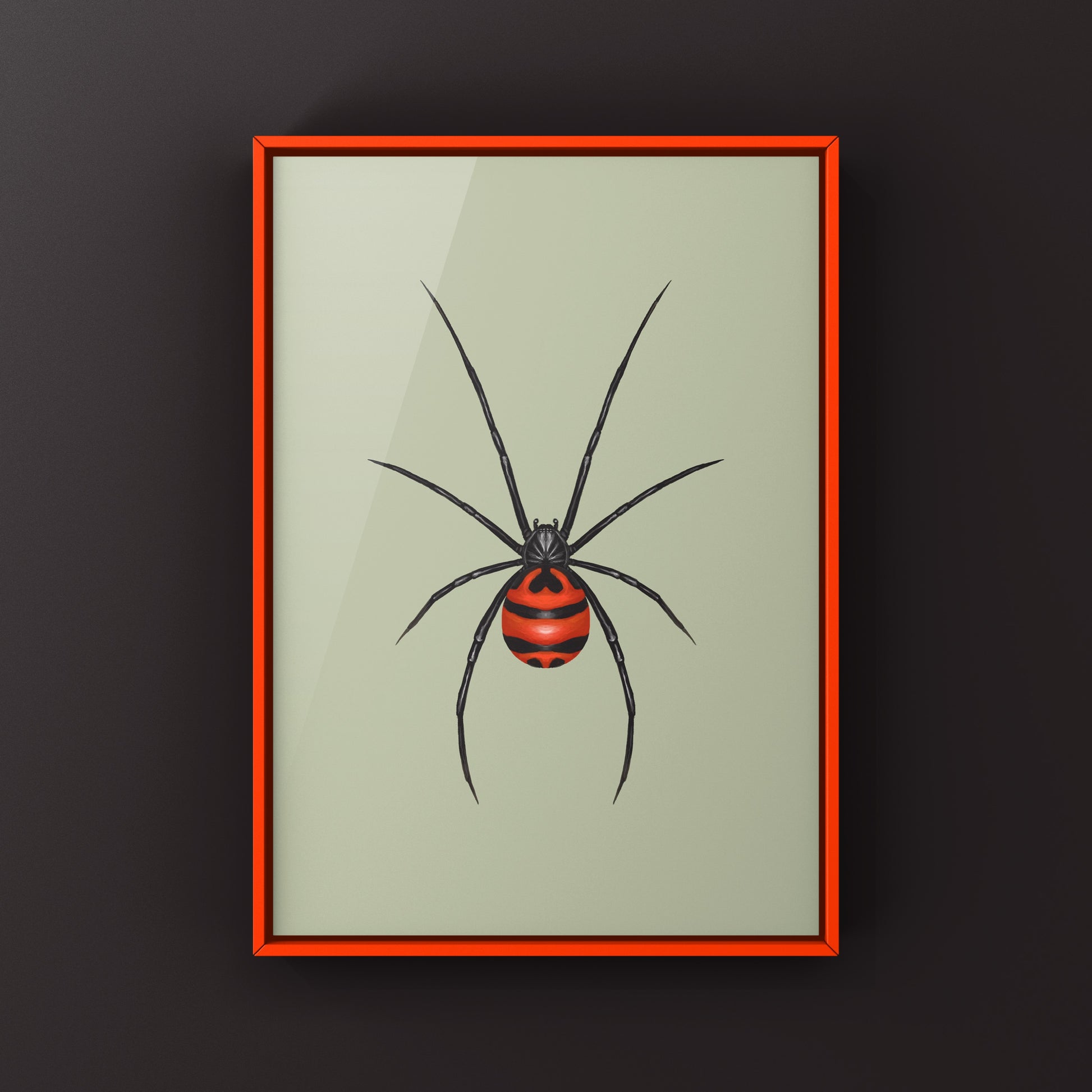 South American Black Widow art print by The Silk Ranch showing a detailed illustration of the Latrodectus curacaviensis spider.