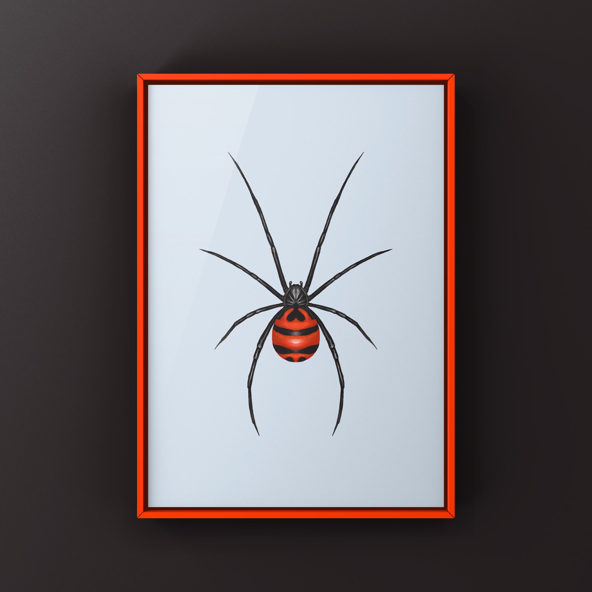 South American Black Widow art print by The Silk Ranch showing detailed illustration of the Latrodectus curacaviensis spider.