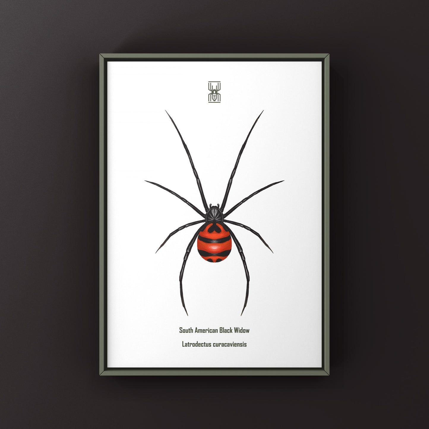 South American Black Widow art print by The Silk Ranch, showcasing a detailed illustration of the Latrodectus curacaviensis spider.