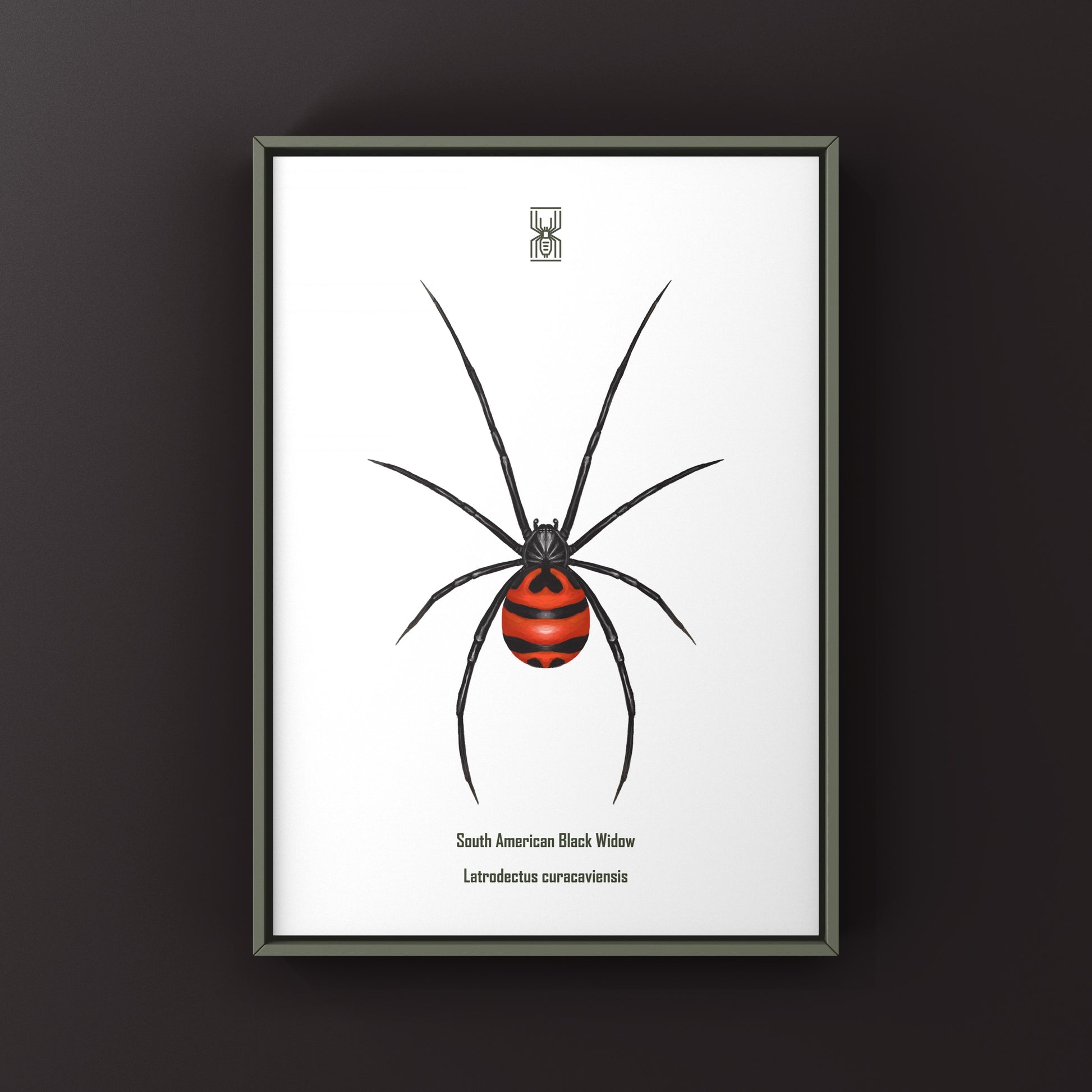 South American Black Widow art print by The Silk Ranch, showcasing a detailed illustration of the Latrodectus curacaviensis spider.