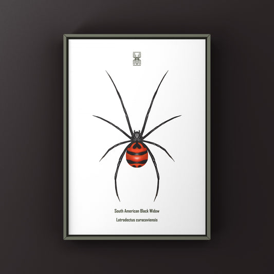 South American Black Widow (Latrodectus curacaviensis) Art Print from The Silk Ranch
