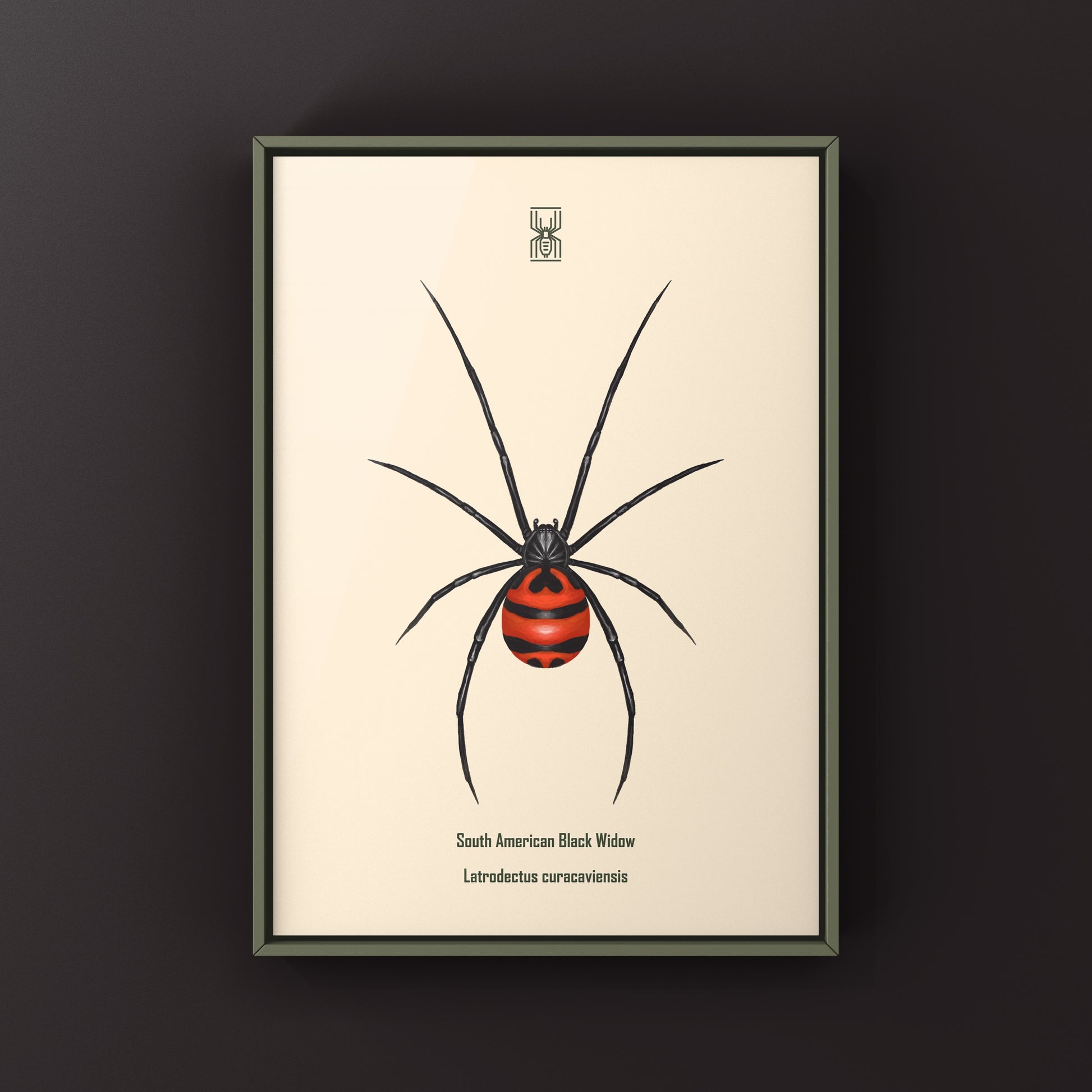 South American Black Widow art print by The Silk Ranch, featuring detailed illustration of Latrodectus curacaviensis spider.