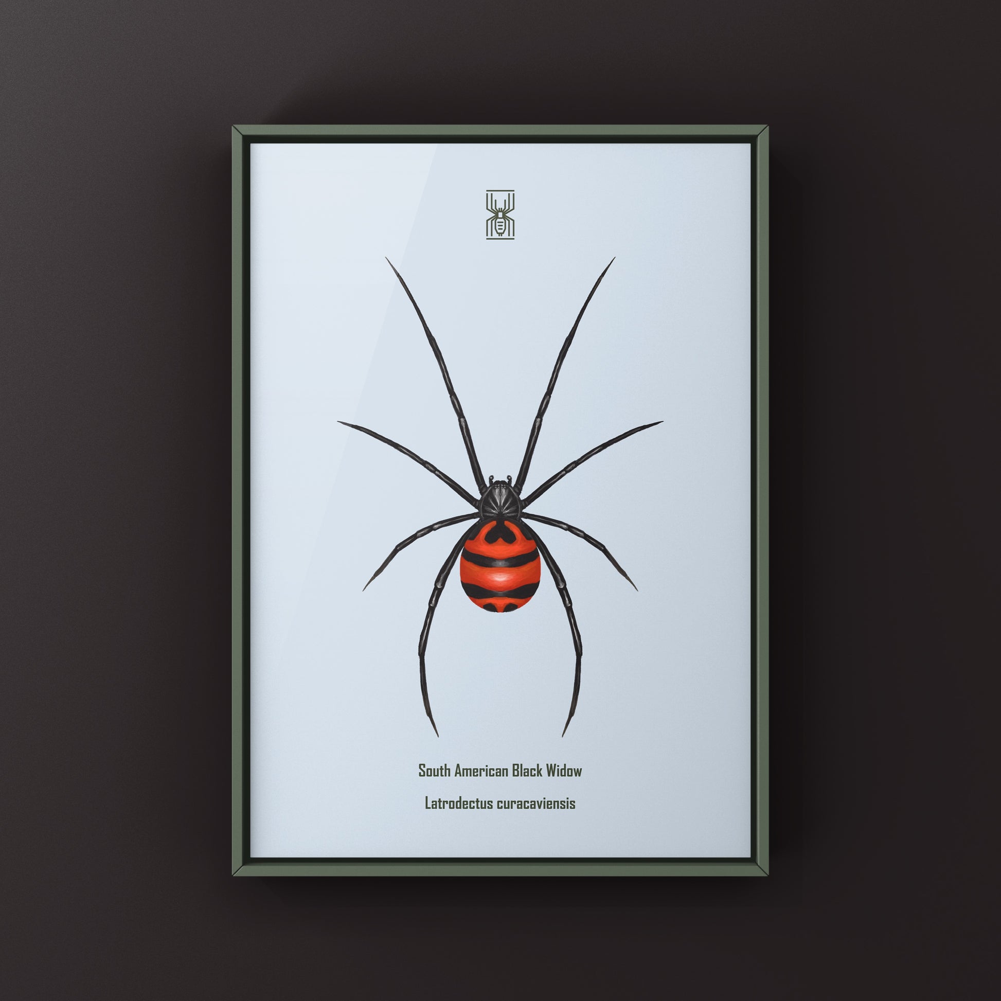 South American Black Widow art print by The Silk Ranch, featuring detailed illustration of the Latrodectus curacaviensis spider.