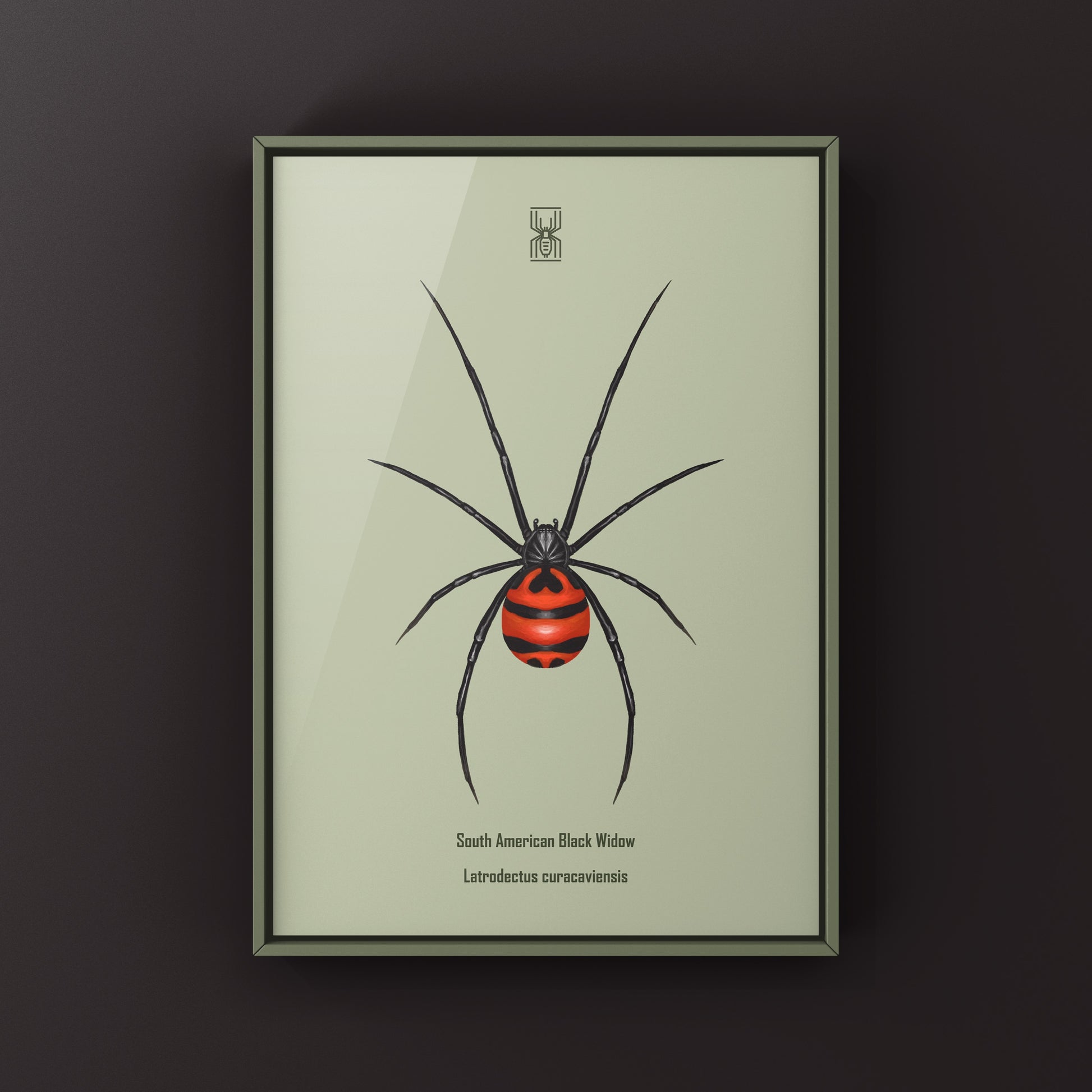 South American Black Widow art print by The Silk Ranch, featuring detailed illustration of Latrodectus curacaviensis spider.