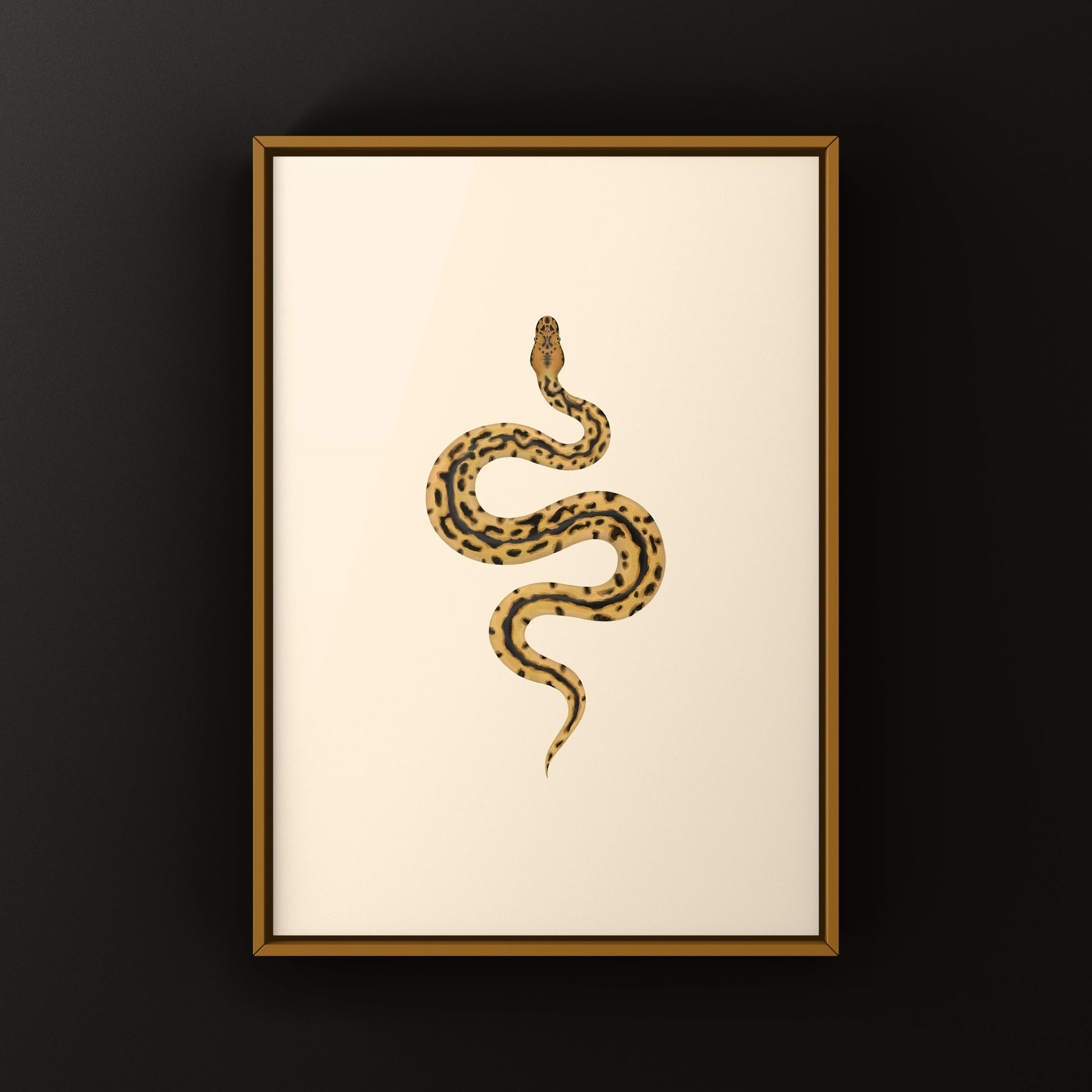 Batman Ball Python (Python regius) Art Print from The Silk Ranch